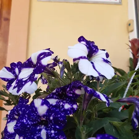 Karla Pensjonat Eforie Nord