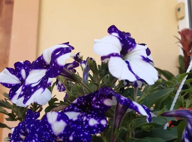 Karla Gæstehus Eforie Nord